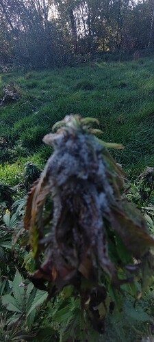 IMG_20221028_111449