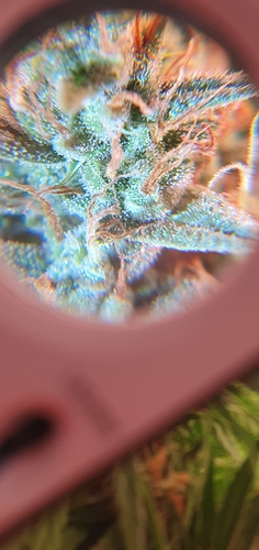 Growreport Bild 3