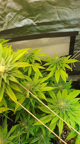 Growreport Bild 7