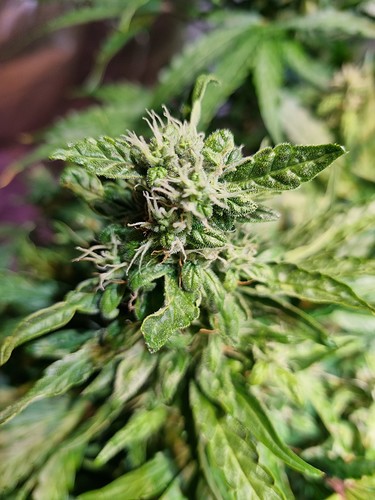 Growreport Bild 8