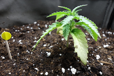 Ein junger Cannabis-Keimling mit mehreren Blättern und einem kleinen gelben Markierungsstab daneben.