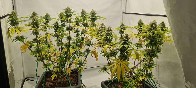 Growreport Bild 18