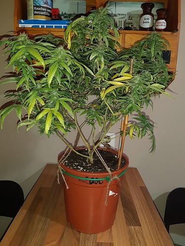Growreport Bild 7