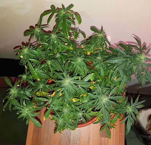 Growreport Bild 5
