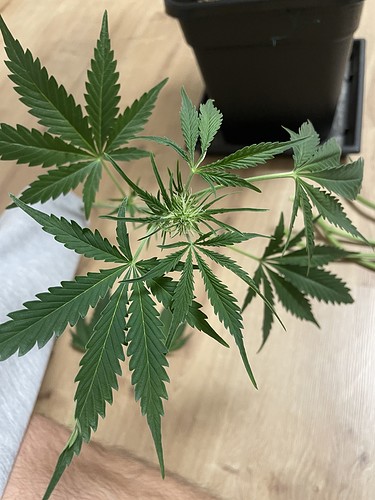 Growreport Bild 8
