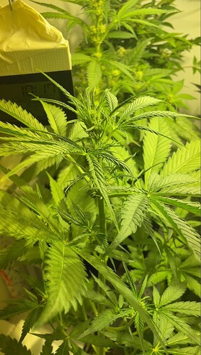 Growreport Bild 36