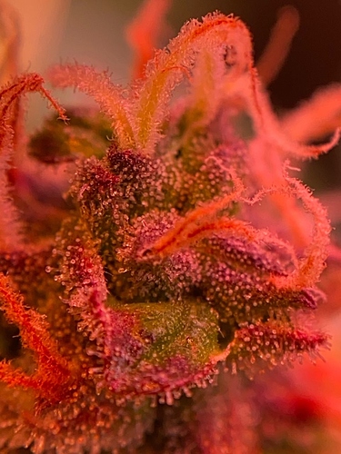 Growreport Bild 24