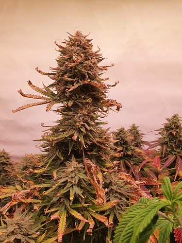 Growreport Bild 3