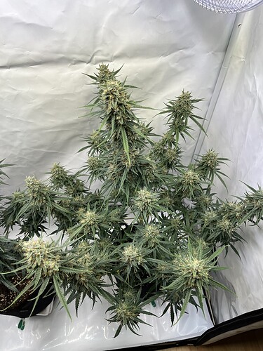 Growreport Bild 6