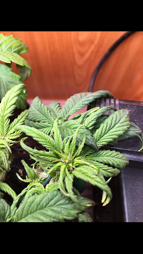 Growreport Bild 7