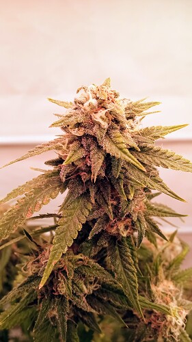 Growreport Bild 44