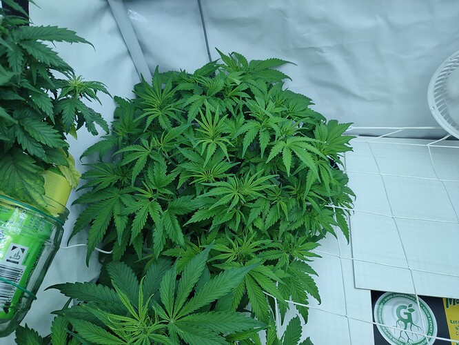 Growreport Bild 9