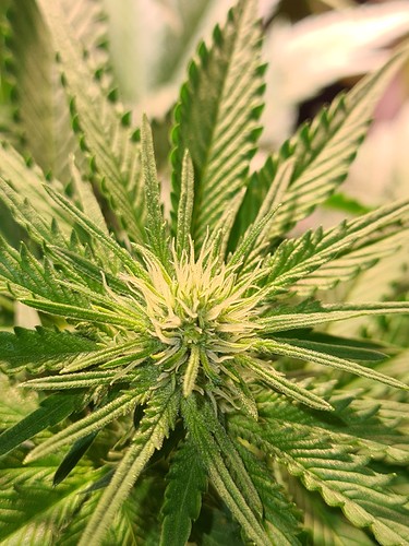 Nahaufnahme einer jungen Cannabisblüte mit weißen Stempeln und grünen Blättern.