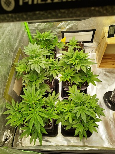 Growreport Bild 14