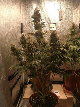 Growreport Bild 25
