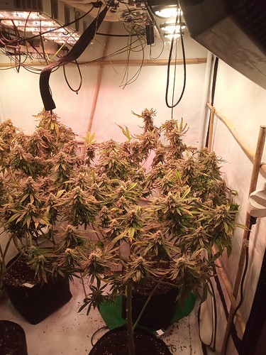 Growreport Bild 5