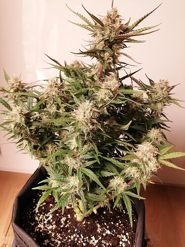 Mimosa_231224-3