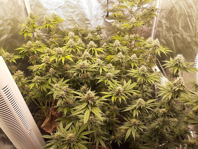 Growreport Bild 1