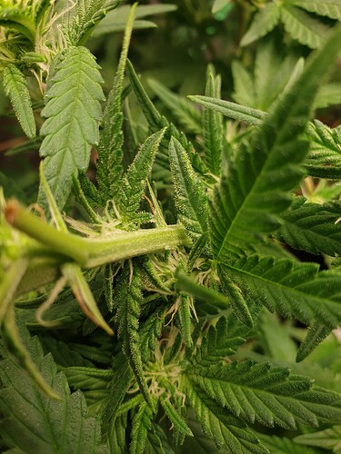 Growreport Bild 6