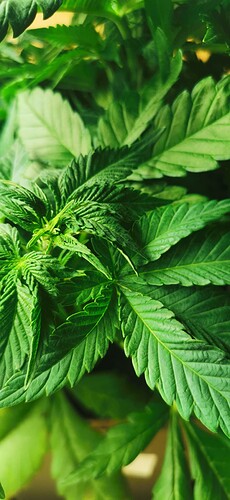 Growreport Bild 49