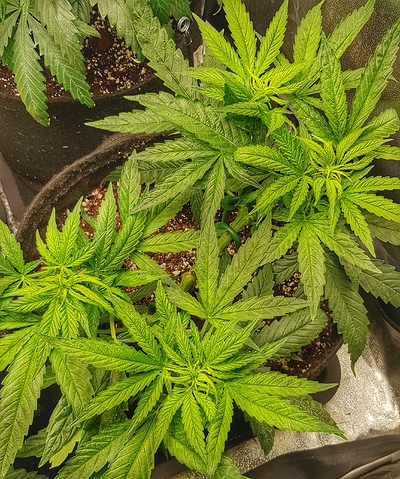Growreport Bild 1