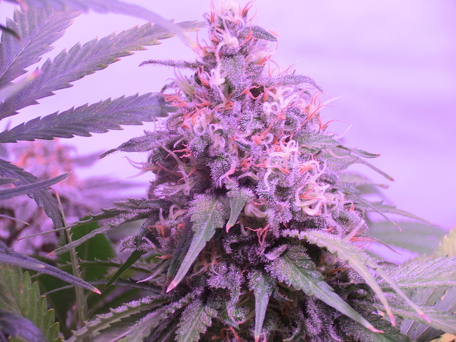 Growreport Bild 17