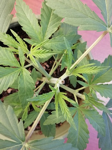 Growreport Bild 4