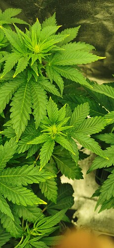 Growreport Bild 47