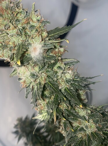 Growreport Bild 1