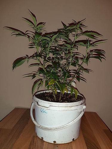Growreport Bild 13