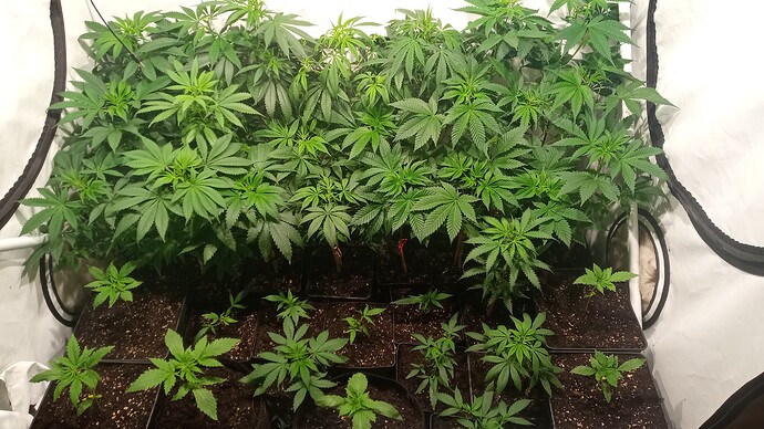 Growreport Bild 9