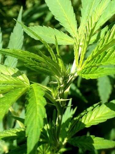 Growreport Bild 26
