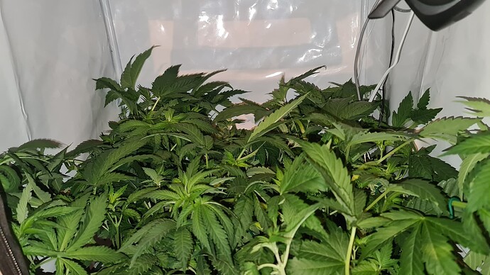 Growreport Bild 1