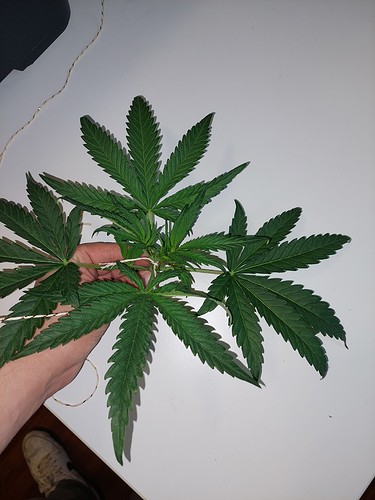 Growreport Bild 13