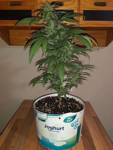 Growreport Bild 7