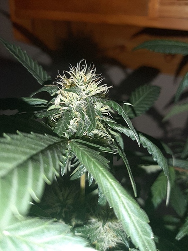 Growreport Bild 9