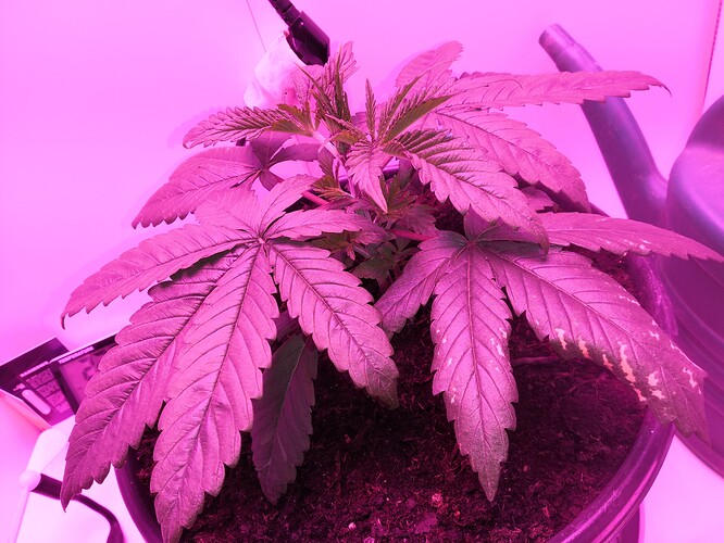 Growreport Bild 2
