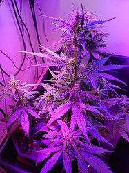 Growreport Bild 4