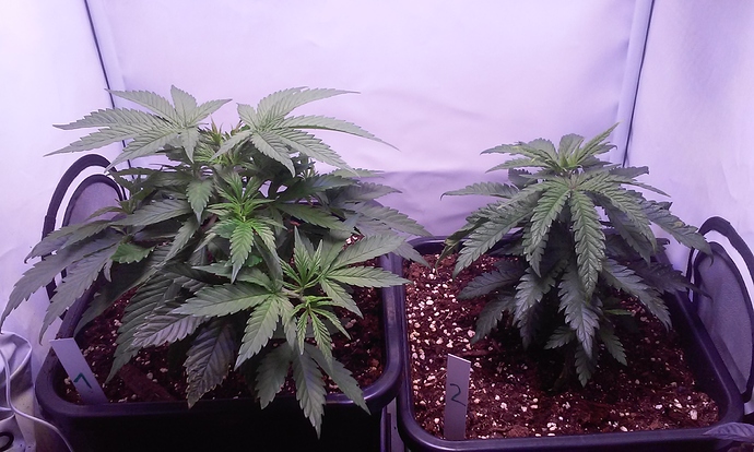 Growreport Bild 18
