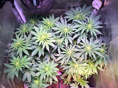 Growreport Bild 1