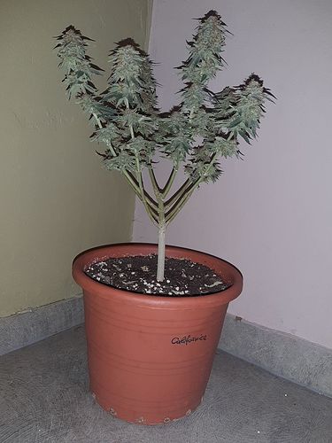 Growreport Bild 4