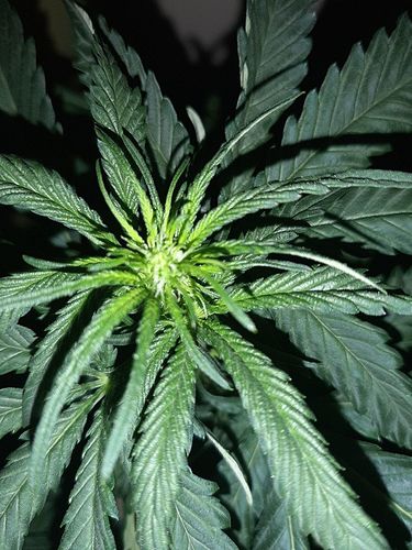 Growreport Bild 3