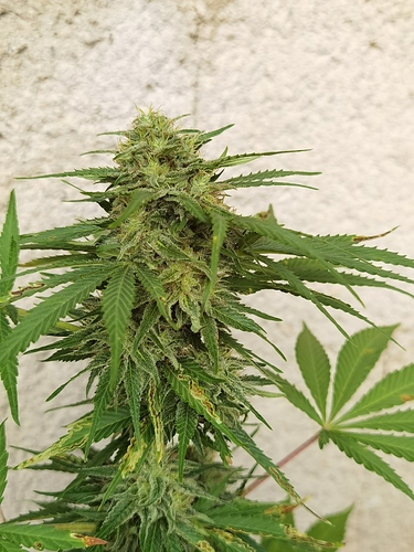 Growreport Bild 2