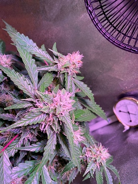 Growreport Bild 14
