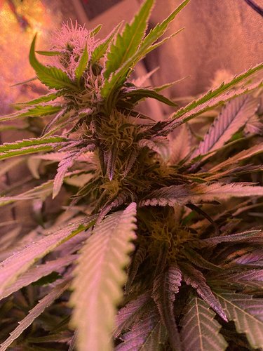 Growreport Bild 14