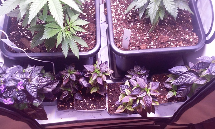 Growreport Bild 15