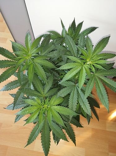 Growreport Bild 1