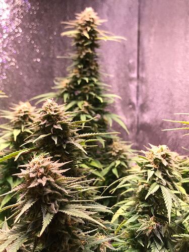 Growreport Bild 6