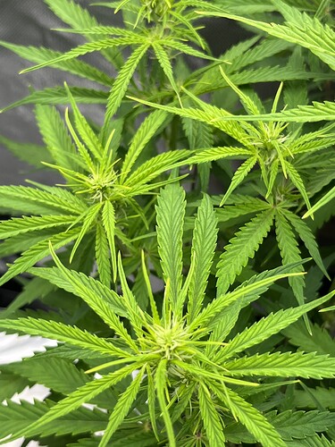 Growreport Bild 7