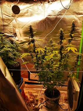 Growreport Bild 2